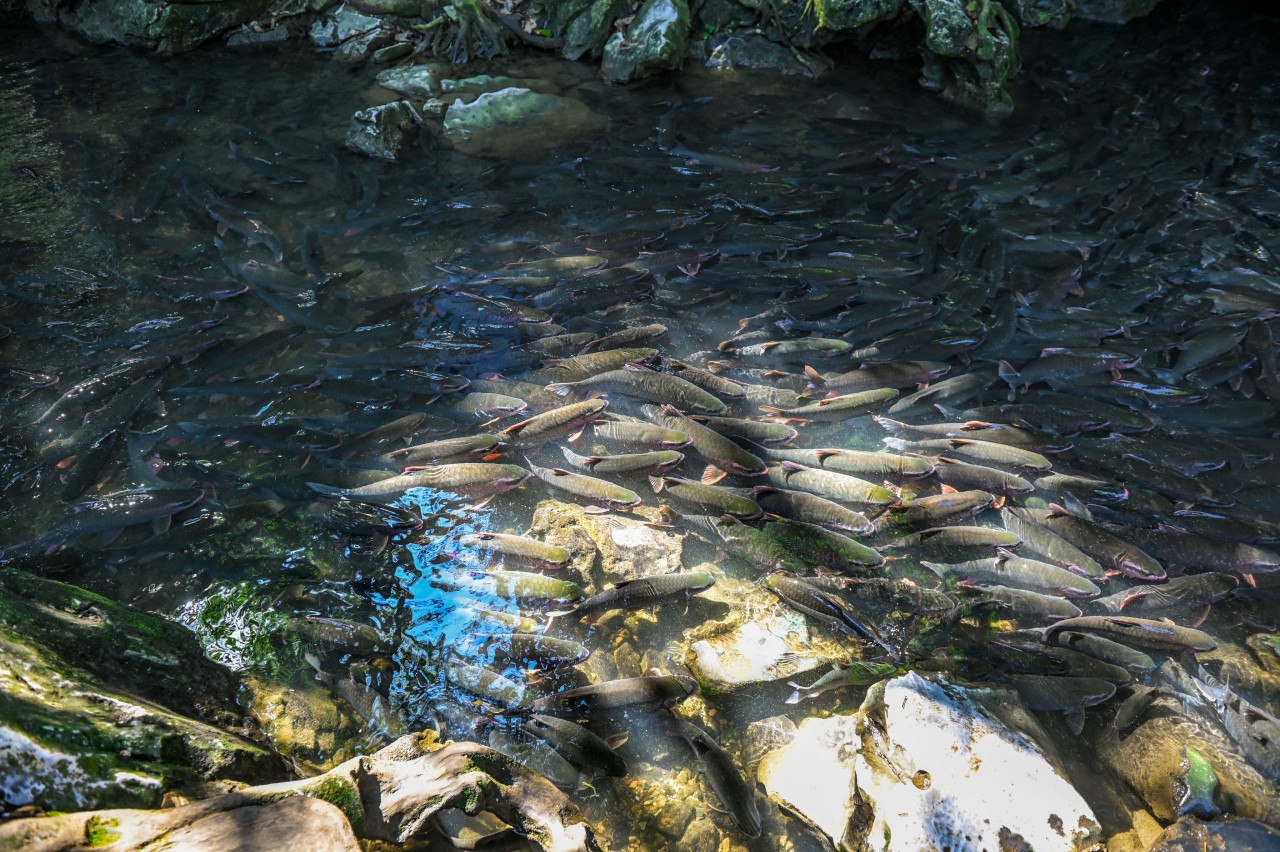 Hành trình 2 ngày khám phá Pù Luông cùng Nissan Navara 2022