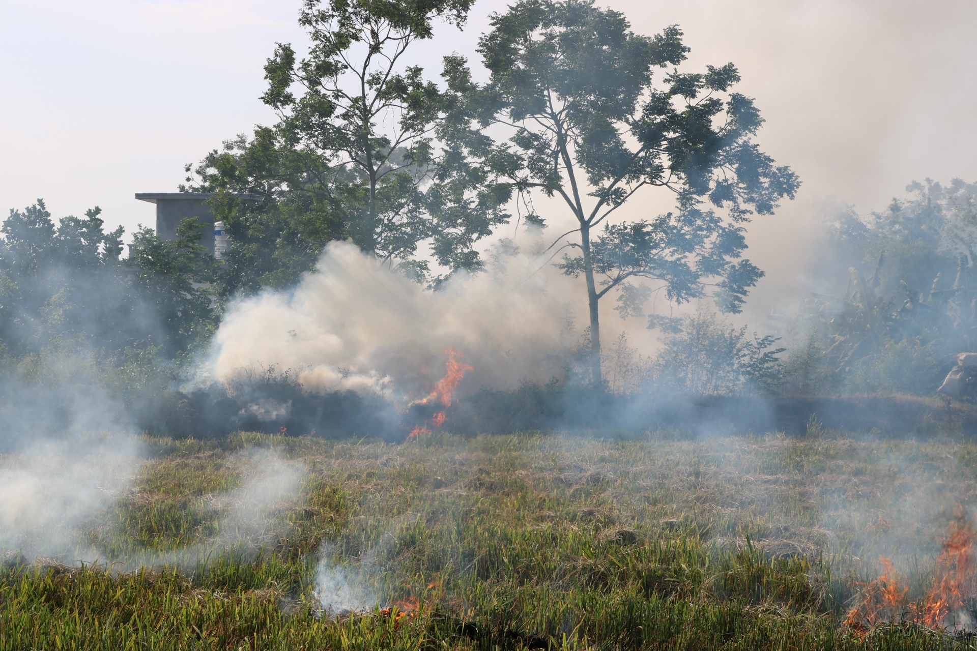 Mùa gặt và khói rơm rạ: Câu chuyện "Biết rồi, khổ lắm, nói mãi"! mua gat va khoi rom ra cau chuyen biet roi kho lam noi mai