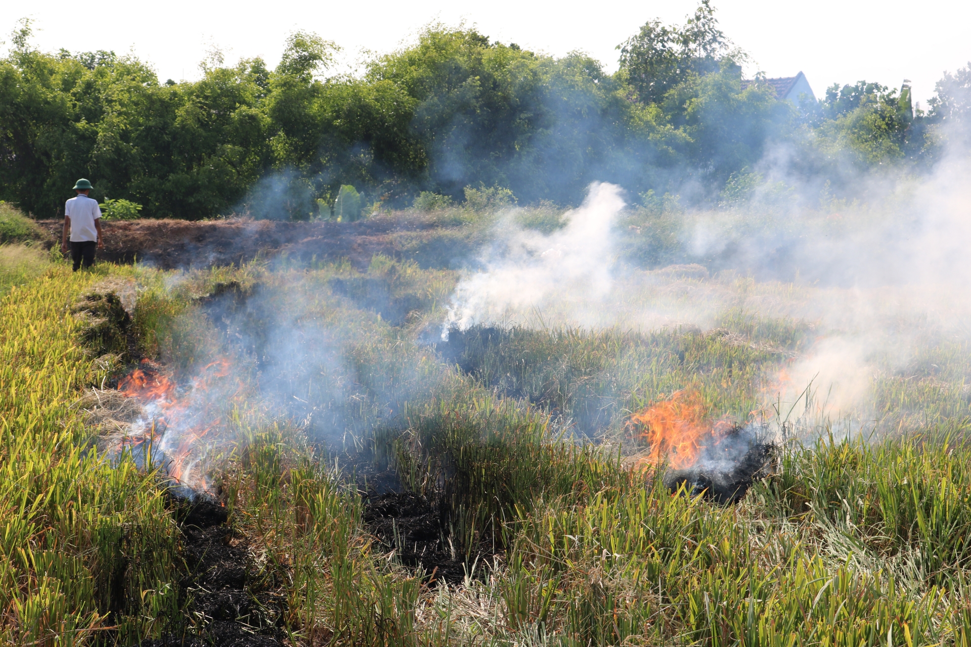 Mùa gặt và khói rơm rạ: Câu chuyện "Biết rồi, khổ lắm, nói mãi"! mua gat va khoi rom ra cau chuyen biet roi kho lam noi mai