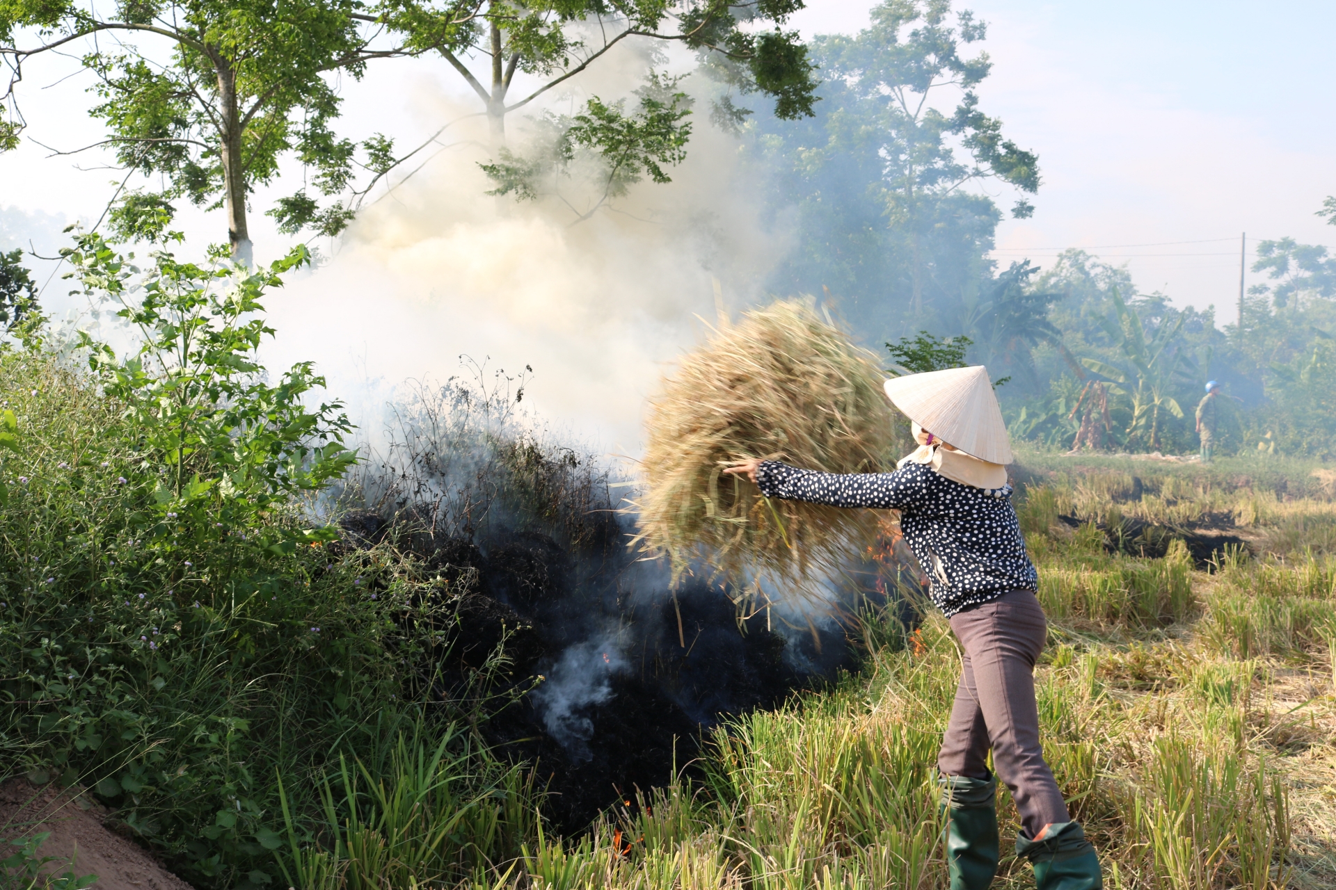 Mùa gặt và khói rơm rạ: Câu chuyện "Biết rồi, khổ lắm, nói mãi"! mua gat va khoi rom ra cau chuyen biet roi kho lam noi mai