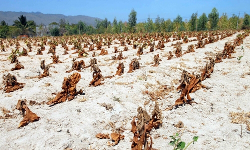 chao lua mien trung quay cuong voi han han ky luc lon nhat