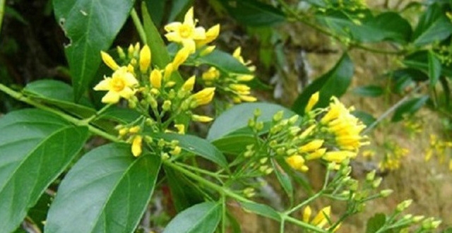 Hái lá ngón nấu canh, ba người tử vong hai la ngon nau canh ba nguoi tu vong