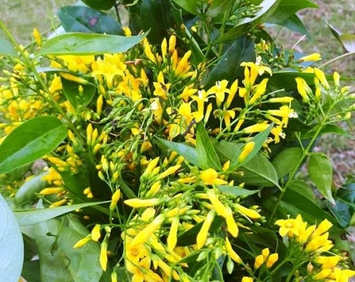 Hái lá ngón nấu canh, ba người tử vong hai la ngon nau canh ba nguoi tu vong