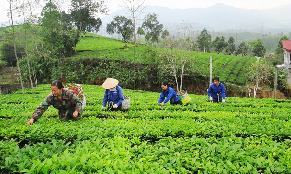 Thêm lựa chọn cho người lao động từ gói BHXH tự nguyện ngắn hạn