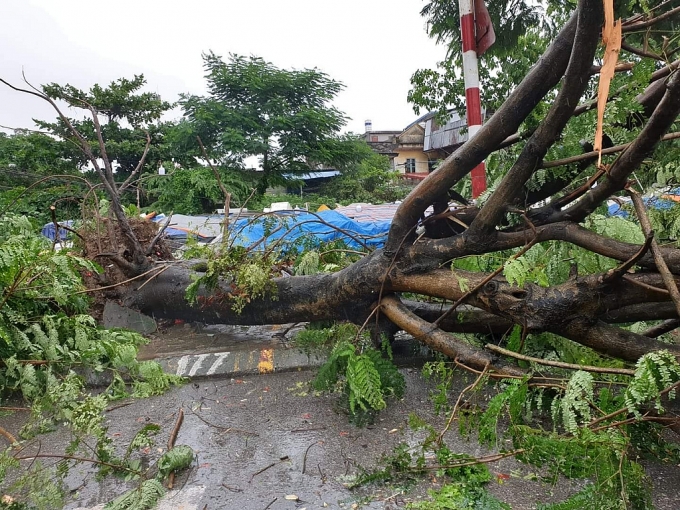 bao so 3 vao hai phong nhieu cay xanh do rap la liet