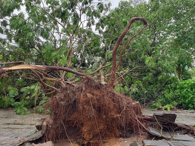 bao so 3 vao hai phong nhieu cay xanh do rap la liet