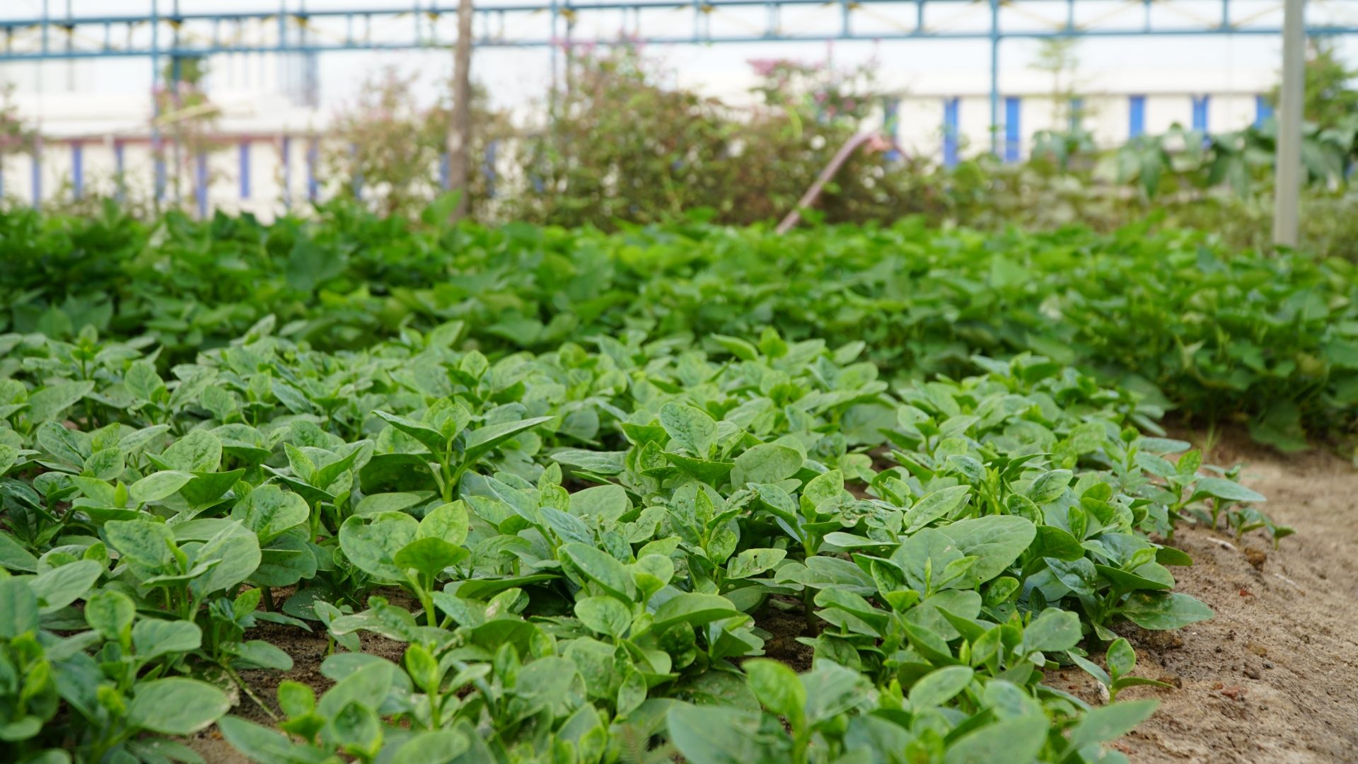 'Vườn rau công đoàn’ xanh mướt được chăm sóc bằng... bùn và nước thải