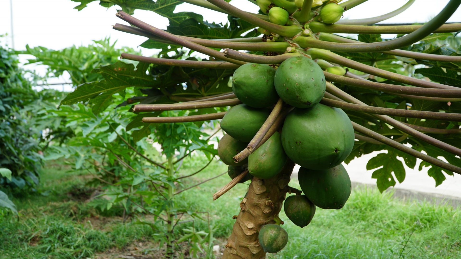 'Vườn rau công đoàn’ xanh mướt của Công ty Heineken Việt Nam