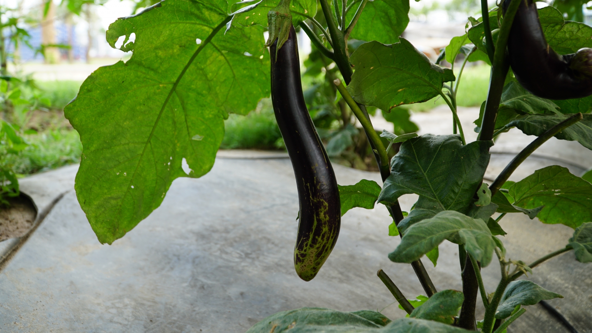 'Vườn rau công đoàn’ xanh mướt được chăm sóc bằng... bùn và nước thải