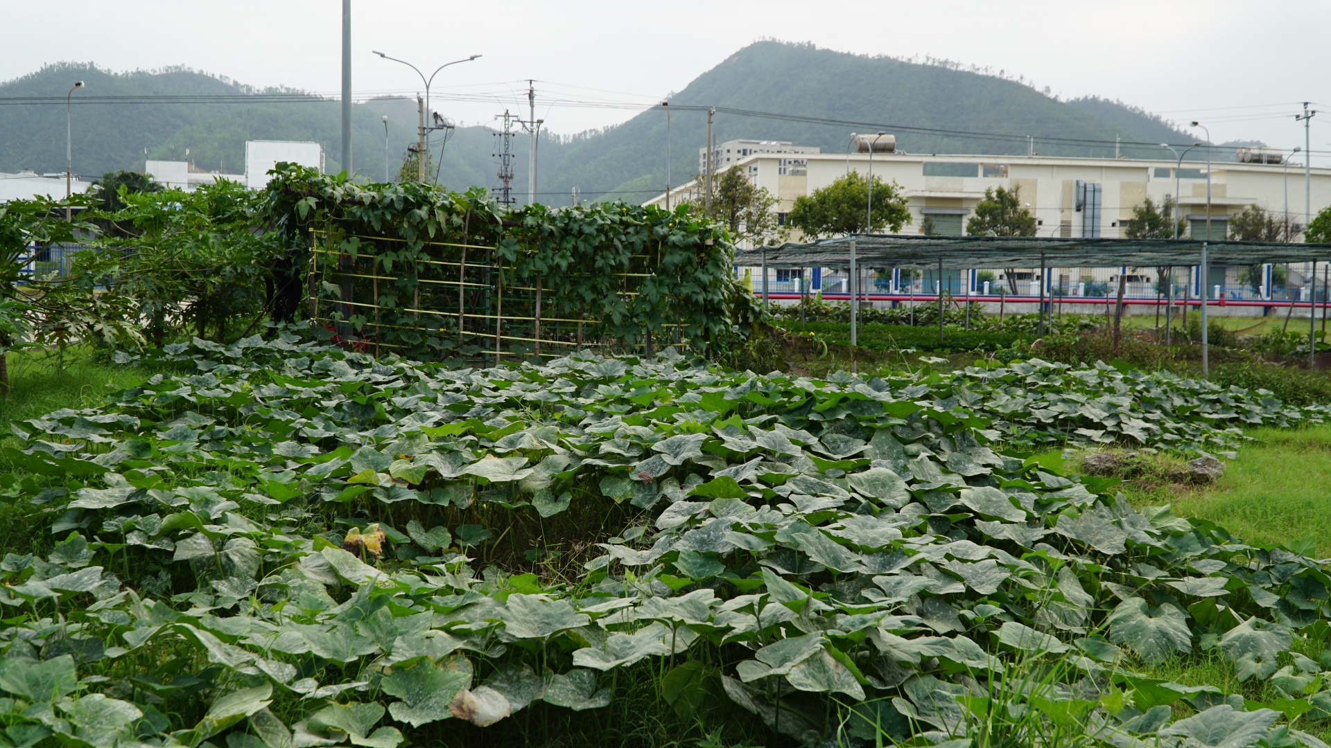 'Vườn rau công đoàn’ xanh mướt được chăm sóc bằng... bùn và nước thải