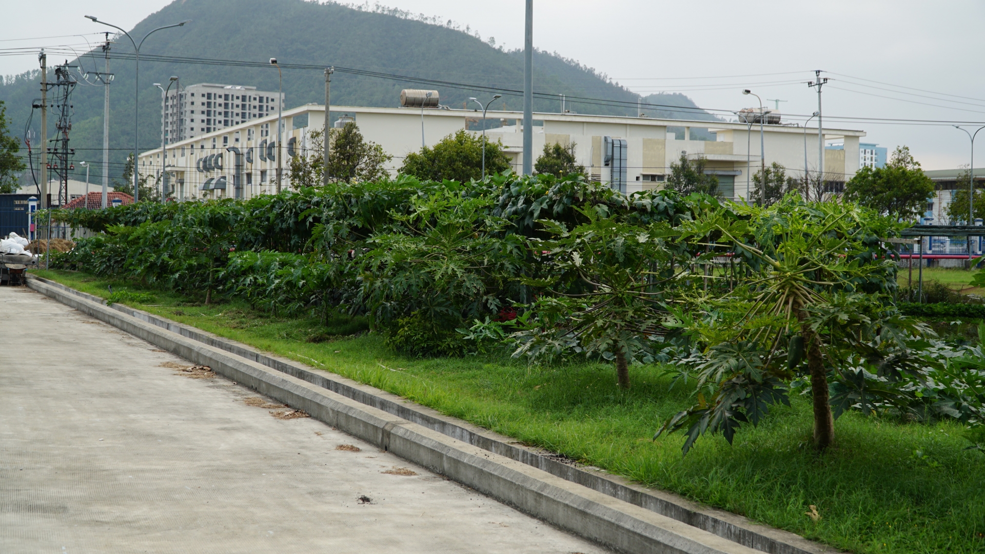 'Vườn rau công đoàn’ xanh mướt được chăm sóc bằng... bùn và nước thải
