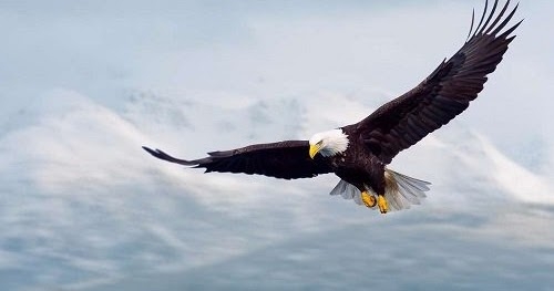 Khan hiếm nguồn cung, nhà đầu tư săn đón sản phẩm mới Khan hiếm nguồn cung, nhà đầu tư săn đón sản phẩm mới